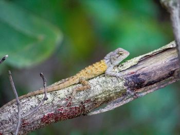 Close-up of lizard on branch