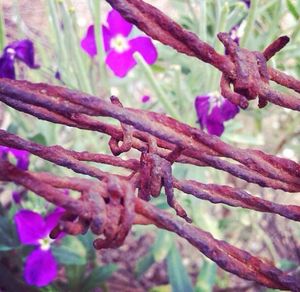 Close-up of purple flowers