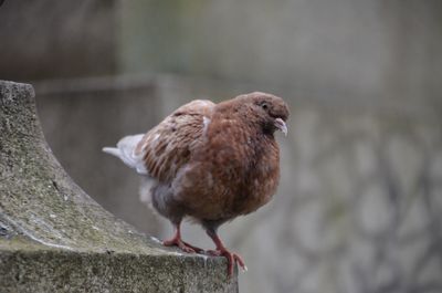 Close-up of bird perching outdoors