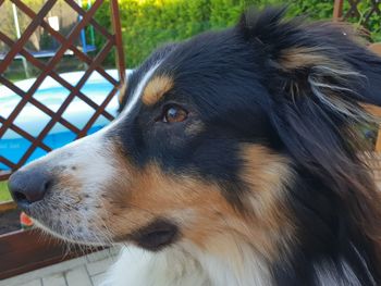 Close-up of dog looking away