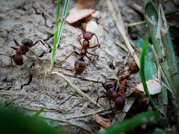 High angle view of insect on dry leaves on field