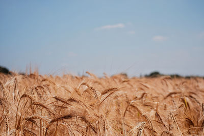 Close-up of wheat field against sky