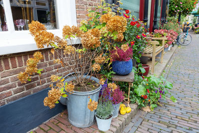 Potted plants on street market