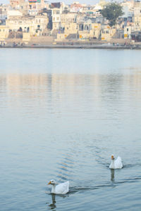 View of swans swimming in lake