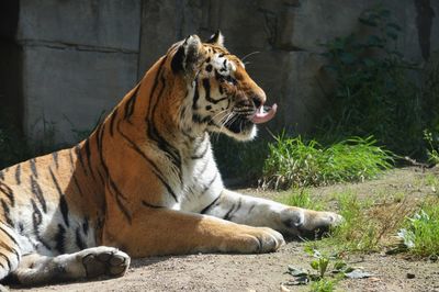 Cat sitting in a zoo