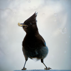 Close-up of bird perching against sky