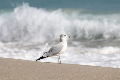 Seagull perching on the beach.