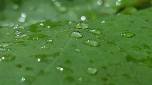 Full frame shot of raindrops on leaf