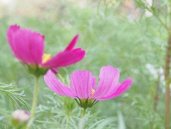 Close-up of pink flowering plant