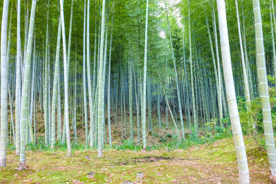 View of bamboo trees in forest