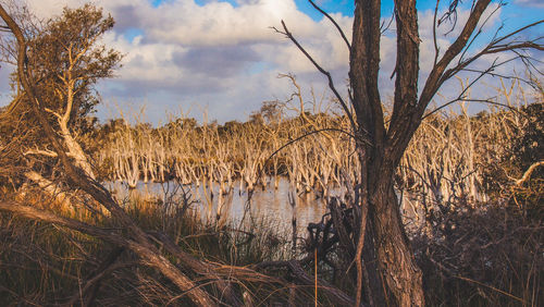 Panoramic shot of grass by lake against sky