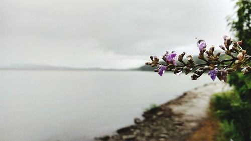 Close-up of purple flowers against sky