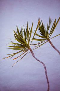 Close-up of plant on table against wall