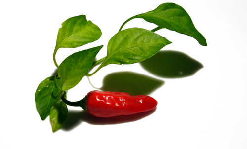 Close-up of red leaf over white background
