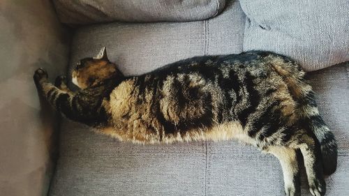 High angle view of cat sleeping on sofa
