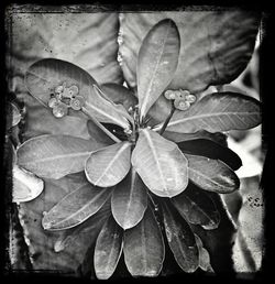 Close-up of flowering plant leaves