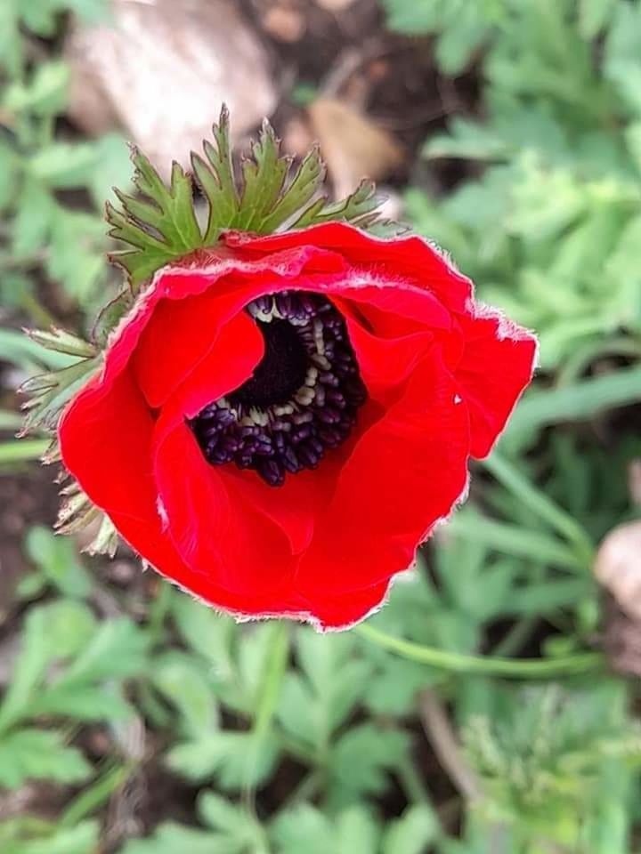 CLOSE-UP OF RED ROSE AGAINST BLURRED BACKGROUND