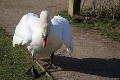 Close-up of white swan on land