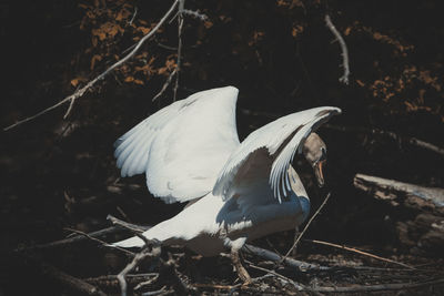 Close-up of bird perching on a field