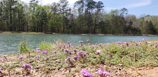 Scenic view of lake amidst trees and plants