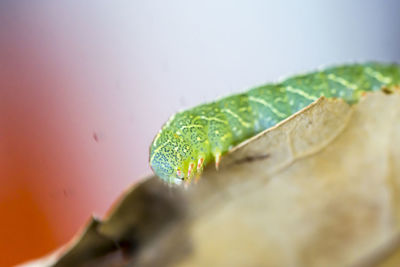 Close-up of green lizard on leaf