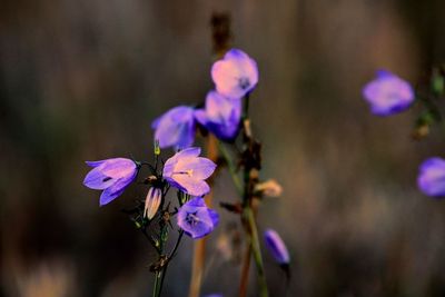 Close-up of purple flowering plants