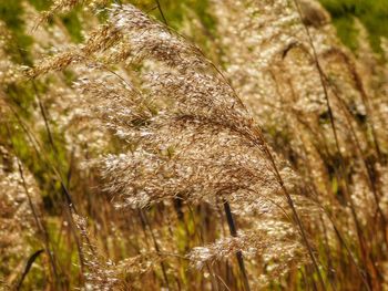 Close-up of plants against blurred background