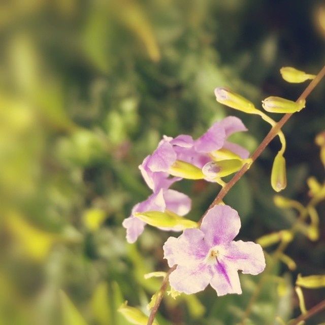 flower, petal, freshness, fragility, flower head, growth, focus on foreground, beauty in nature, blooming, close-up, nature, plant, pink color, purple, in bloom, park - man made space, selective focus, day, outdoors, no people