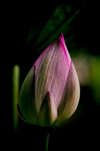 Close-up of pink lily bud against black background