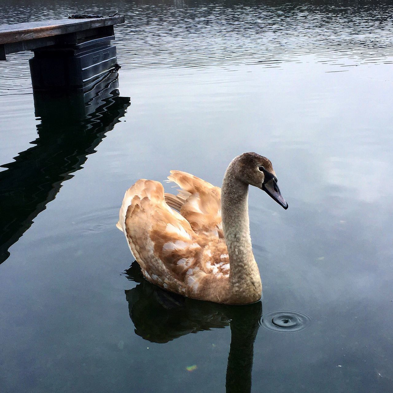 animal themes, animals in the wild, water, bird, lake, wildlife, one animal, reflection, swimming, duck, waterfront, swan, water bird, nature, beak, two animals, rippled, outdoors, no people, high angle view