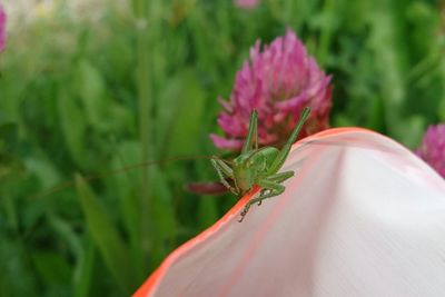 Close-up of insect on flower