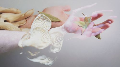 Close-up of hand holding white flowers