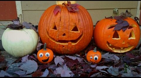 CLOSE-UP OF PUMPKIN PUMPKINS