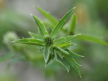 Close-up of fresh green plant