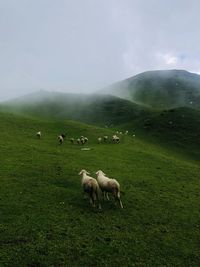 Sheep grazing on field against sky