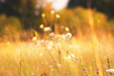 Close-up of flowering plants on land