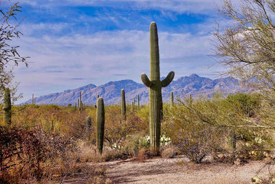 Cactus growing on field against sky