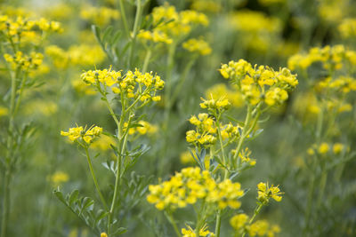 Close-up of yellow flowers