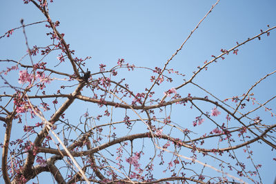 Low angle view of flowering tree against clear sky