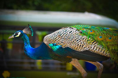 Close-up of peacock