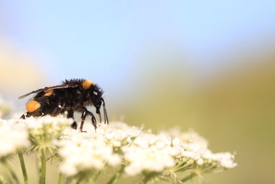 Close-up of bee pollinating flower