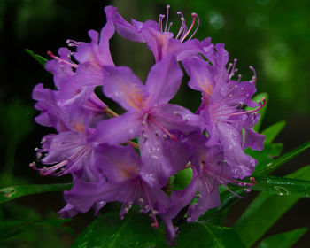 Close-up of purple flowers