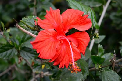 Close-up of red hibiscus blooming outdoors