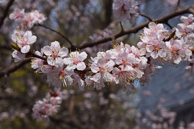 Pink cherry blossoms in spring