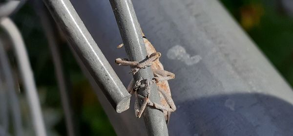 Close-up of lizard on metal fence