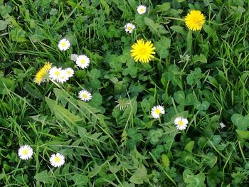 High angle view of flowering plants