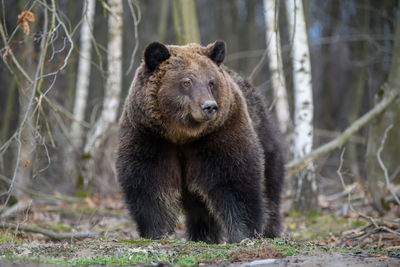 Close wild big brown bear portrait in forest. danger animal in nature habitat. big mammal