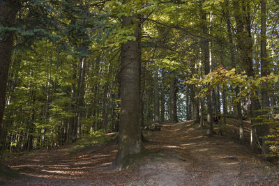 Dirt road amidst trees in forest