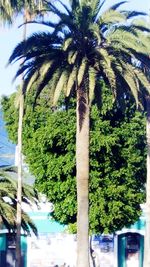 Palm trees against sky