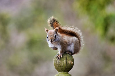 Close-up of squirrel